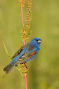 SONGBIRDS